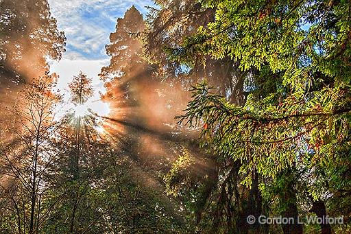 Redwood Sunrays_22767.jpg - Photographed in Redwood National Park, California, USA. 